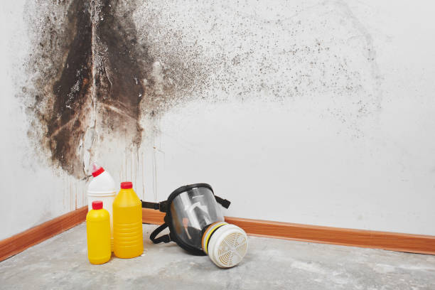 Best Emergency Mold Remediation in Fulton, TX