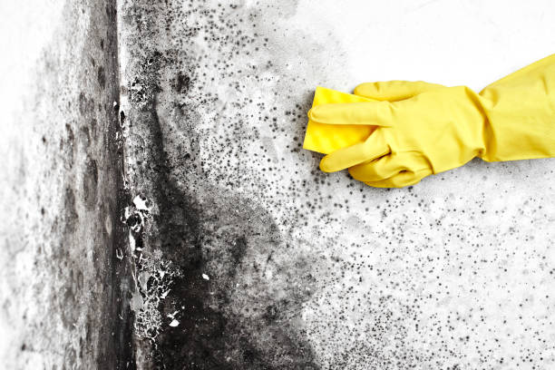 Best Black Mold Remediation in Fulton, TX