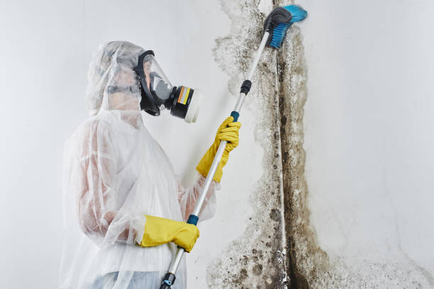 Best Black Mold Remediation in Fulton, TX