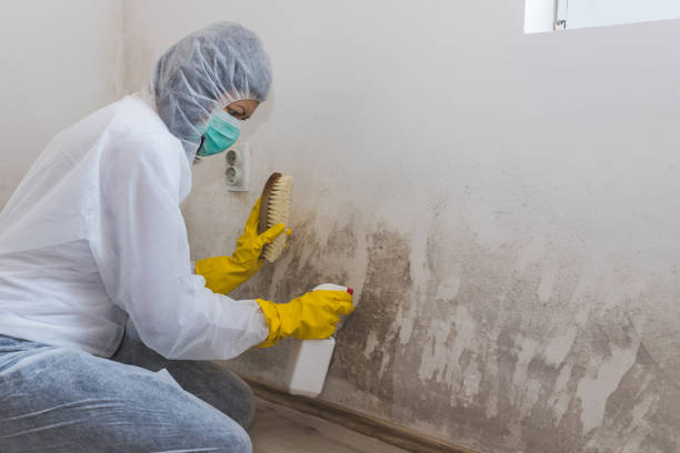Best Attic Mold Remediation in Fulton, TX