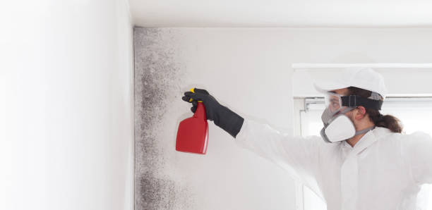 Best White Mold Remediation in Fulton, TX