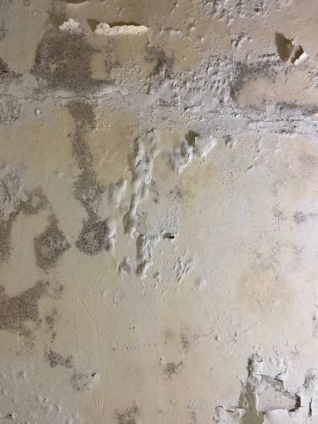 Best Basement Mold Remediation in Fulton, TX