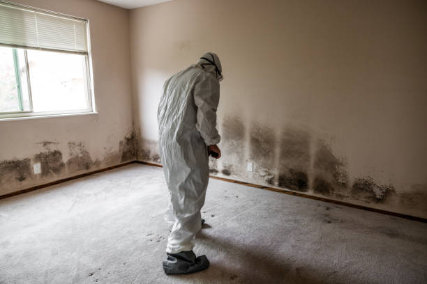 Best HVAC Mold Remediation in Fulton, TX