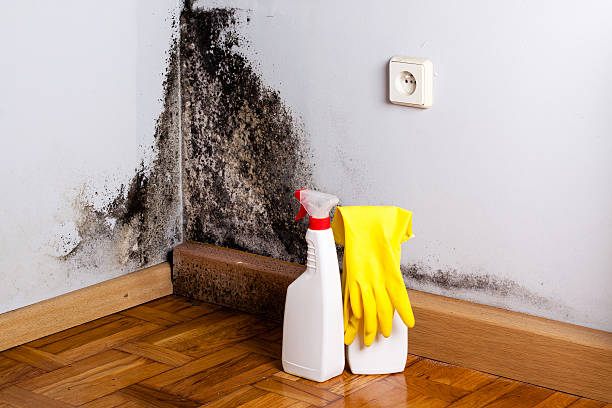 Best Residential Mold Remediation in Fulton, TX
